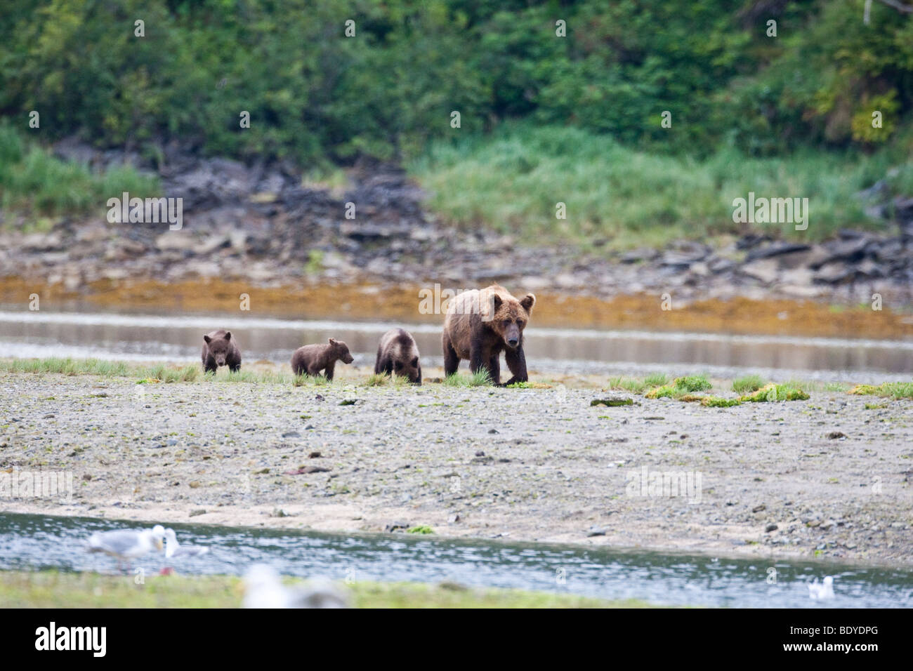 Mother brown bear and cubs hi-res stock photography and images - Alamy