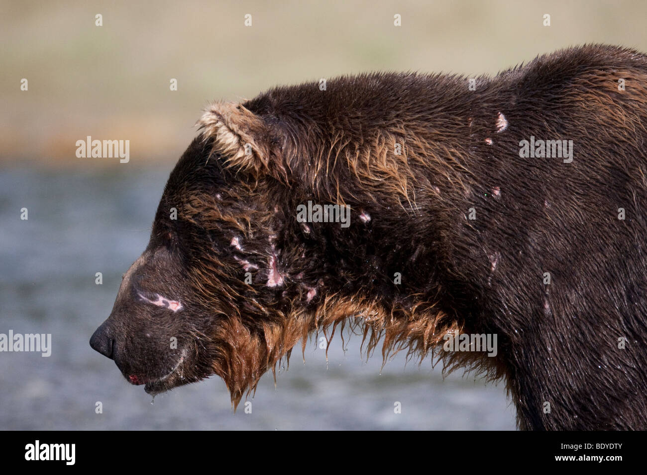 Grizzly bear head shot with major scarring in Geographic Bay Katmai National Park Alaska US North America Stock Photo