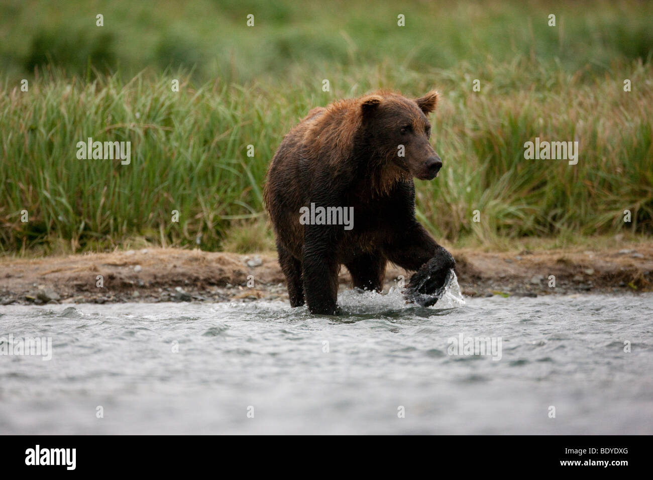 Grizzly bear fishing in Geographic Bay Katmai National Park Alaska US