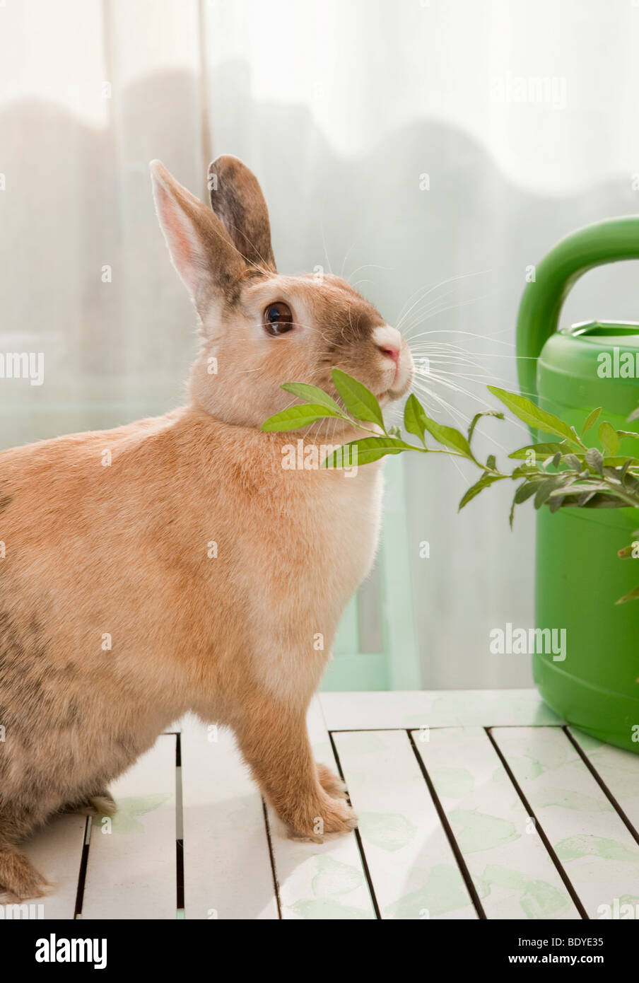 Rabbit sniffing on a branch Stock Photo Alamy