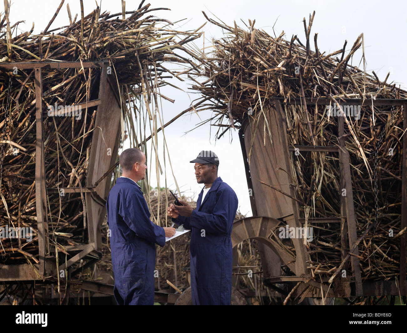 Sugar cane workers hires stock photography and images Alamy