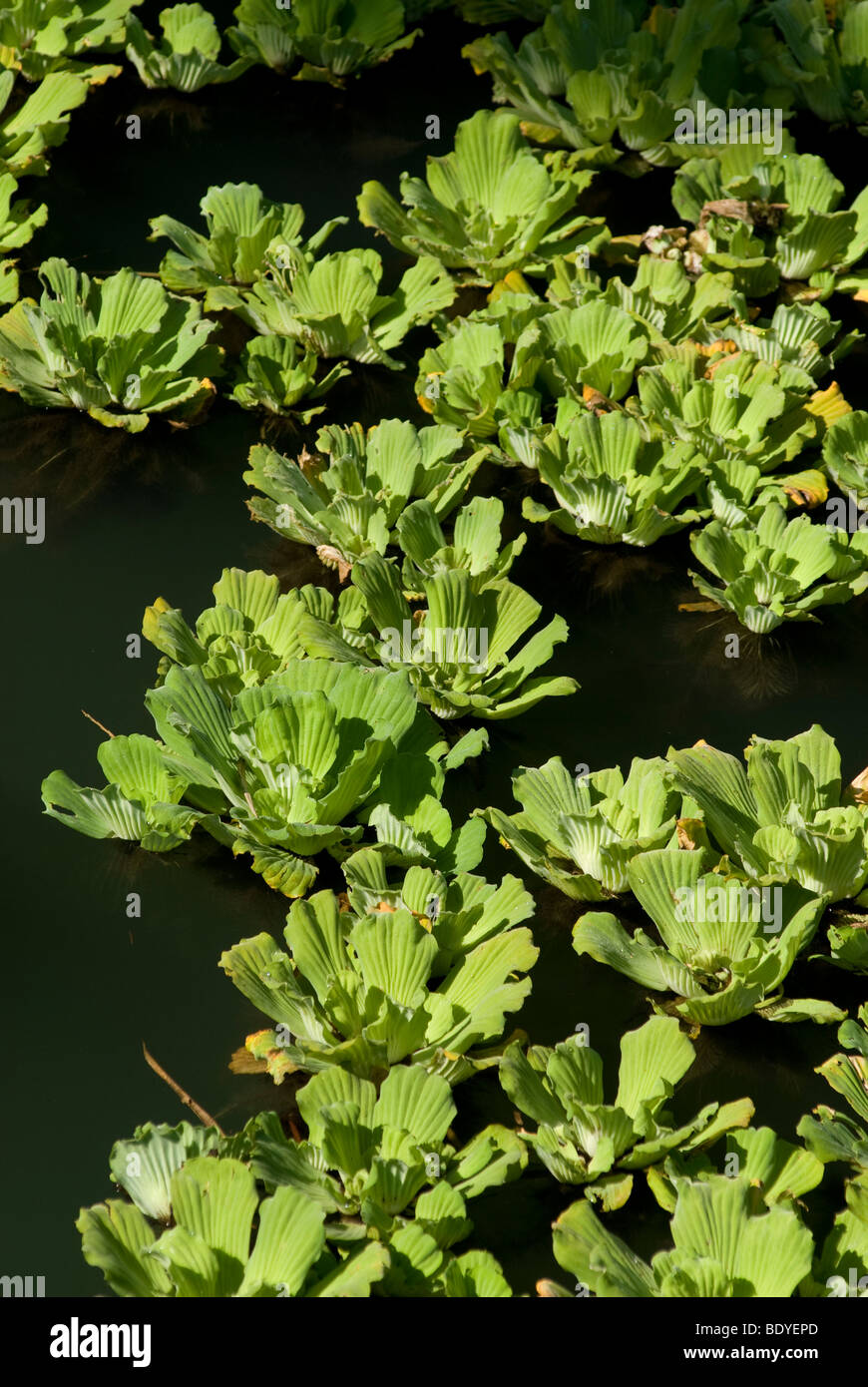 Water Cabbage, Water Lettuce (Pistia stratiotes) drifting on a river. Stock Photo