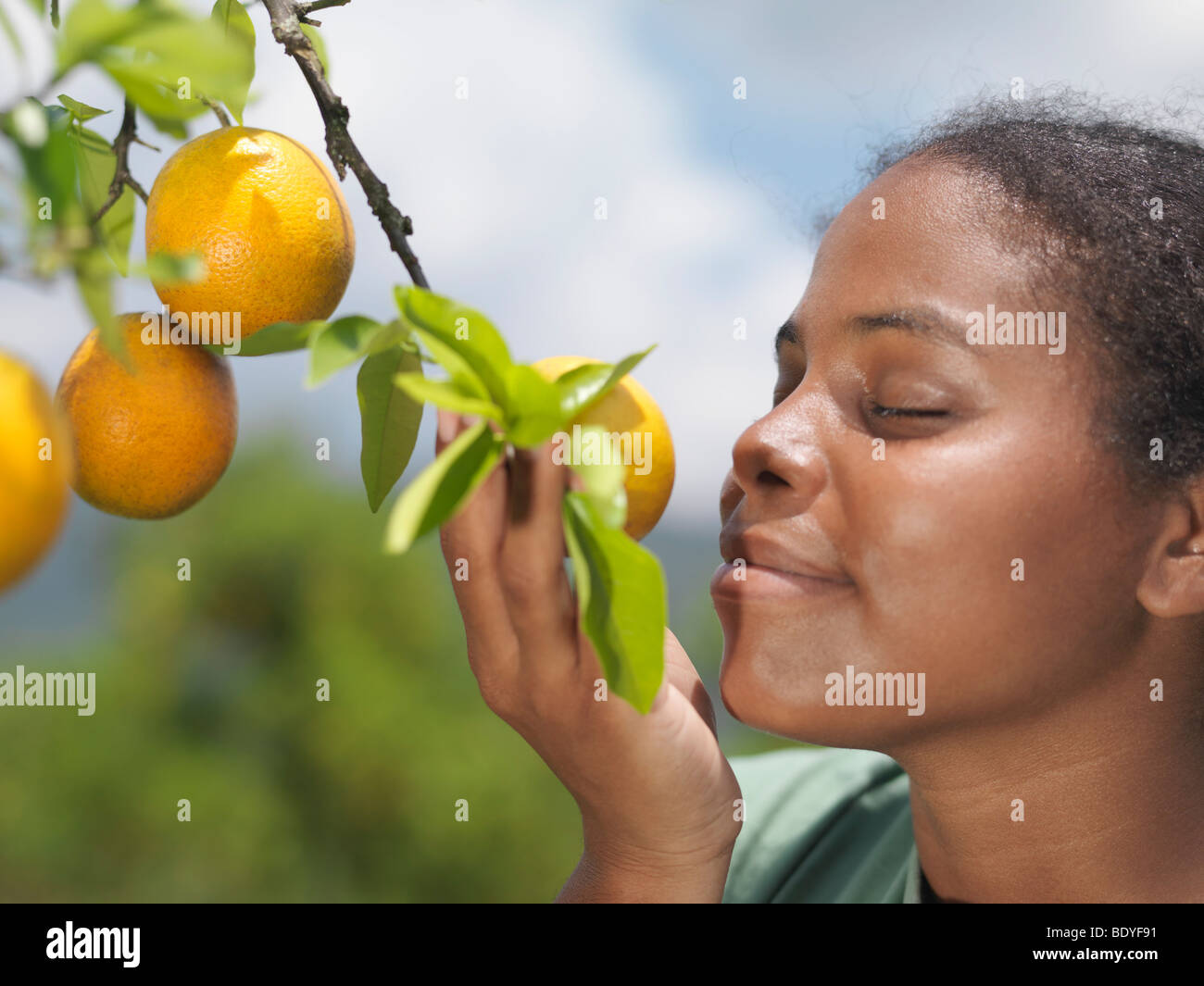 Oranges fruit tree hires stock photography and images Alamy