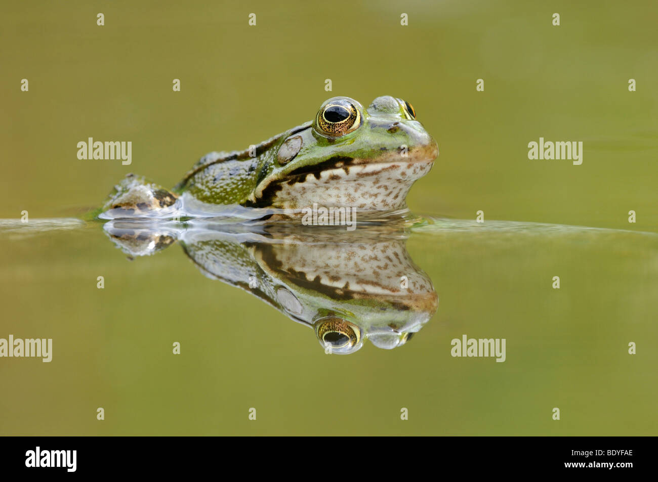 Water frog (Rana esculenta, Pelophylax kl. esculentus) with reflection Stock Photo