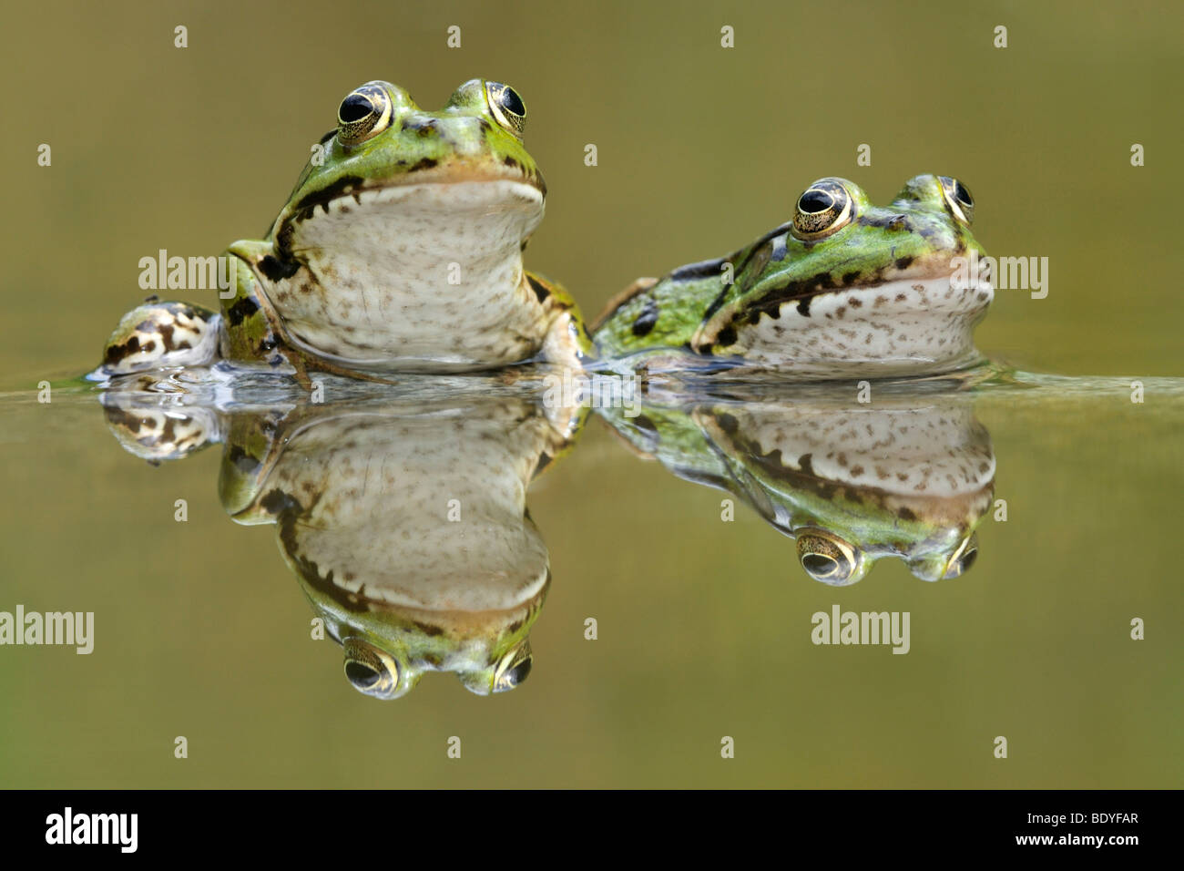 Water frogs (Rana esculenta, Pelophylax kl. esculentus) with reflection Stock Photo