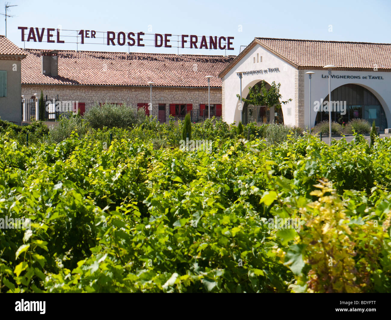 A vineyard in front of the wine growing cooperative of Tavel. The Tavel vintners claim to produce the best rosé wine in France. Stock Photo