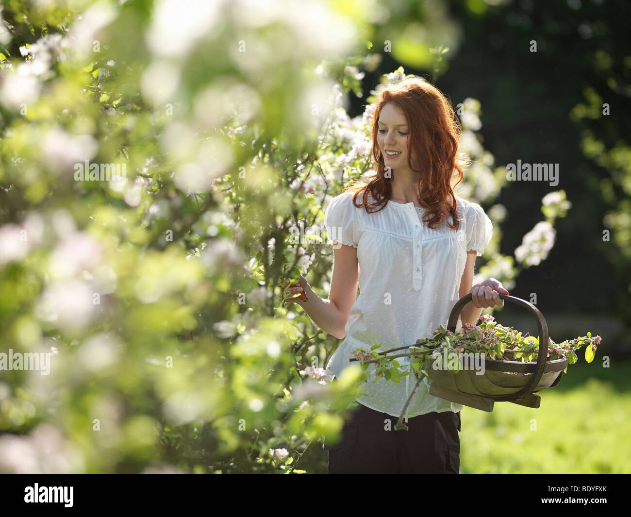 Woman Cutting Apple Blossom In Orchard Stock Photo