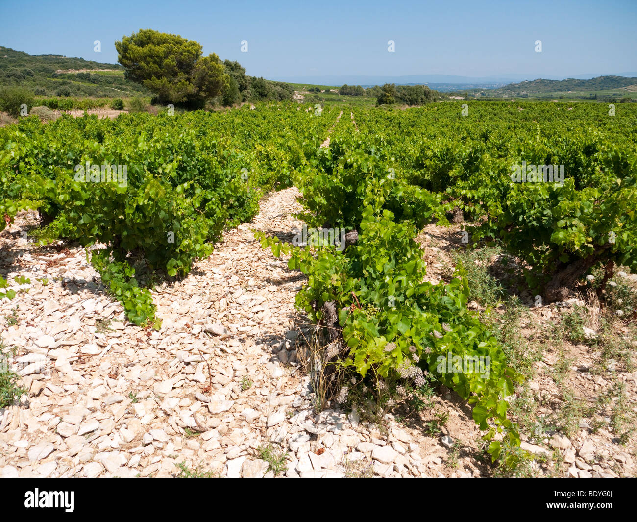 A vineyard in the wine growing area of Tavel. Stock Photo