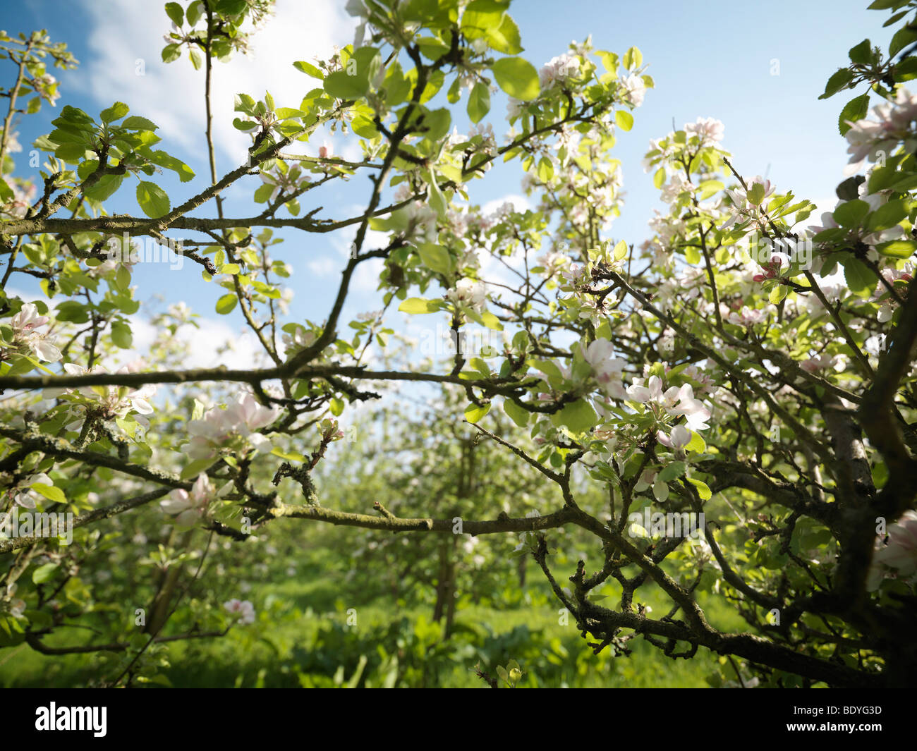 Orchard in blossom hi-res stock photography and images - Alamy