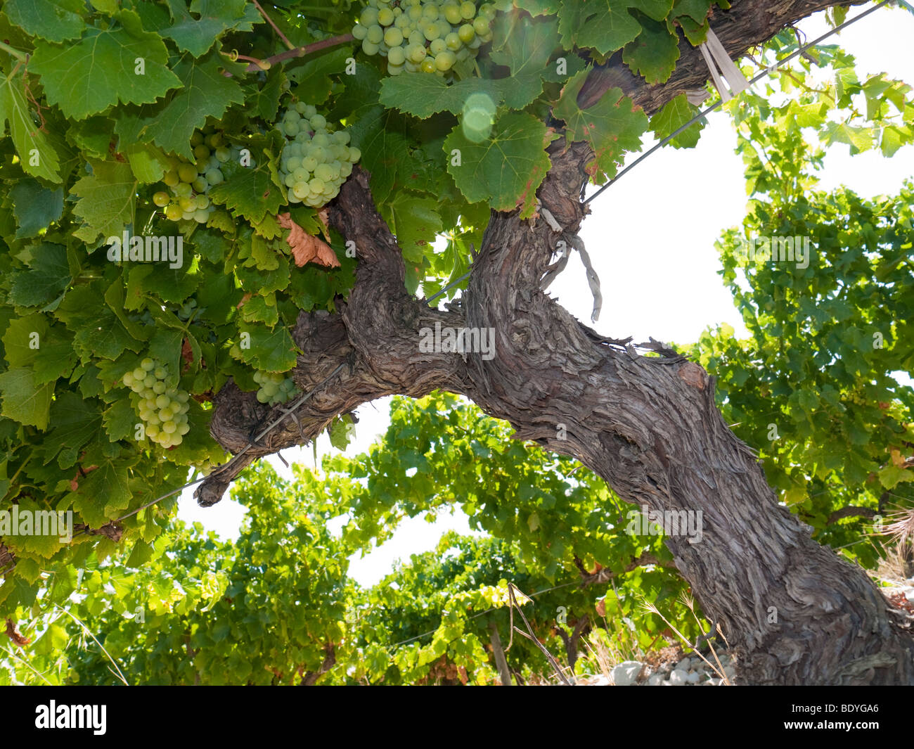 A grapevine in a vineyard at the renowned wine village of Tavel. Stock Photo