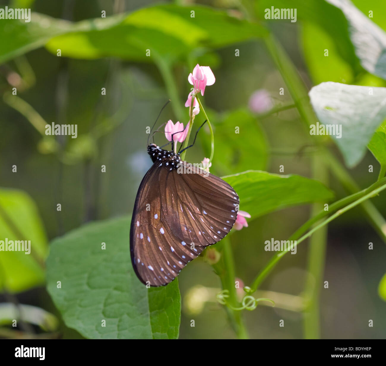 Malayan crow butterfly hi-res stock photography and images - Alamy