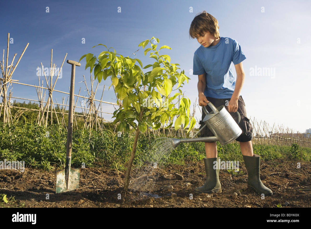 Pre-adolescent boy planting tree Stock Photo