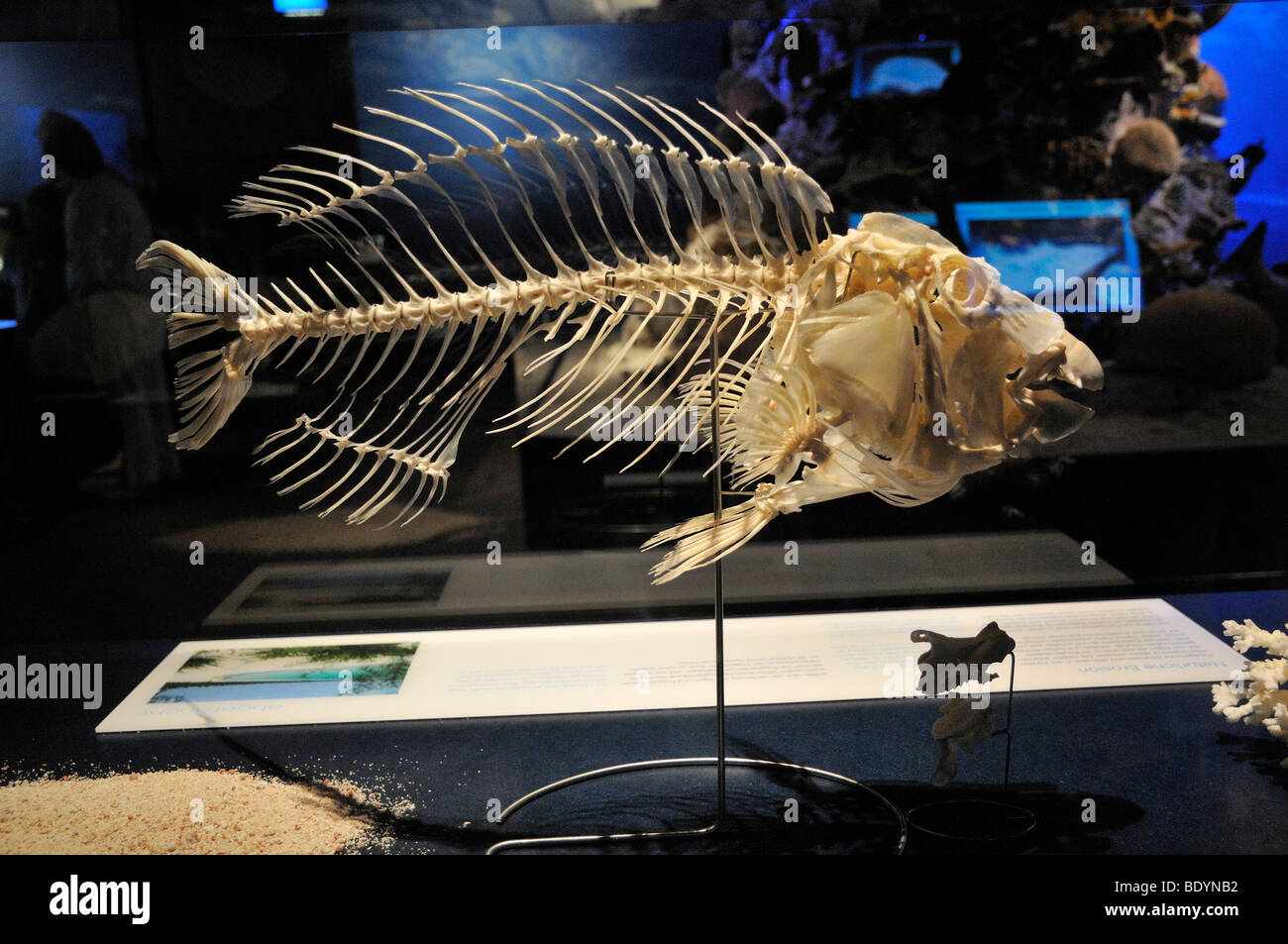 Parrotfish (Scarus ghobban) skeleton, Natural History Museum Berlin, Coral Reef exhibition, Museum of Man and Nature, Munich, U Stock Photo