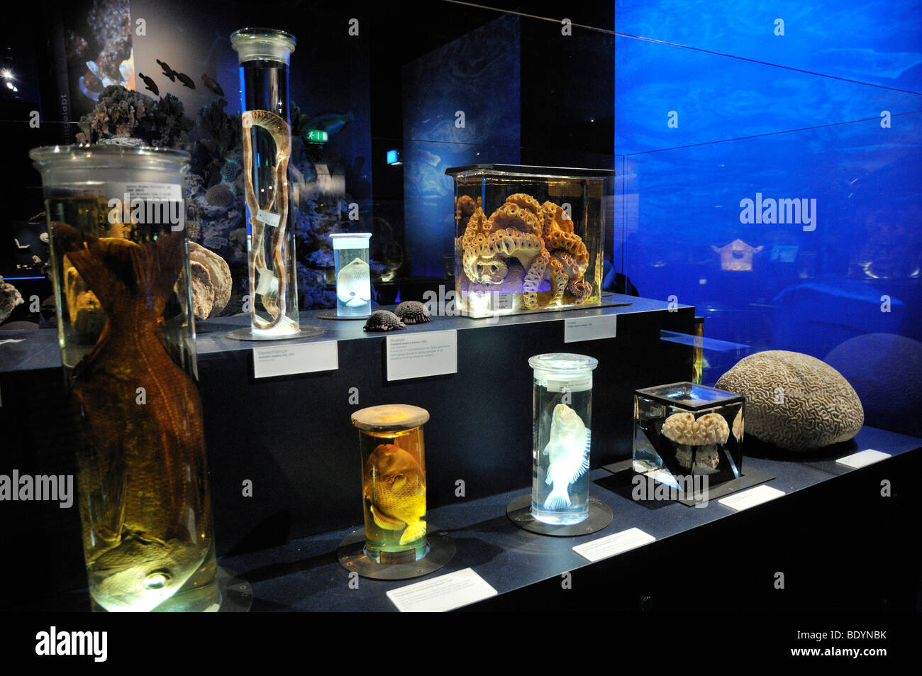 Exhibits, preserved in glass, Coral Reef exhibition, Museum of Man and Nature, Munich, Upper Bavaria, Bavaria, Germany Stock Photo