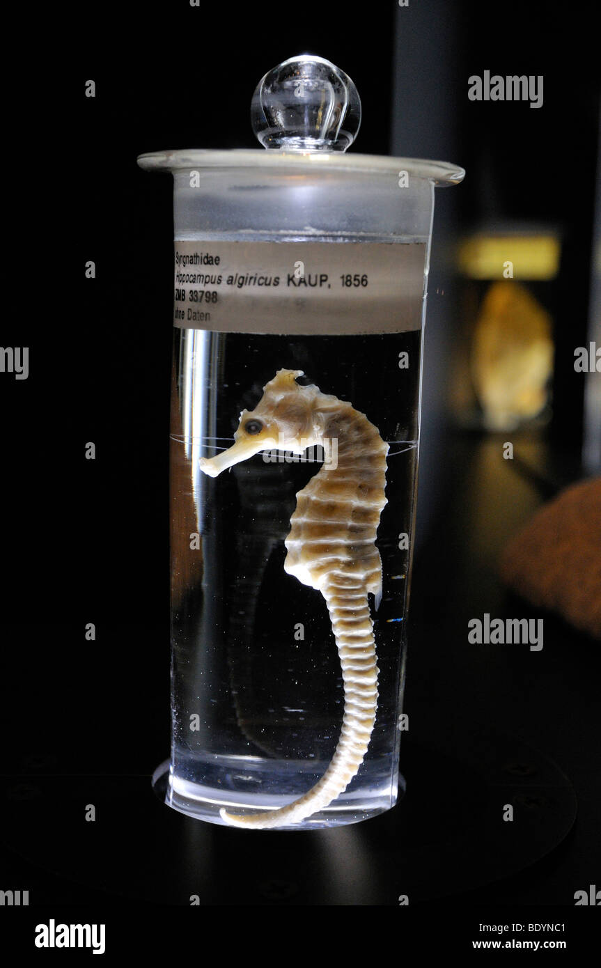Preserved West African Seahorse (Hippocampus algiricus Kaup), Natural History Museum Berlin, Coral Reef exhibition, Museum of M Stock Photo