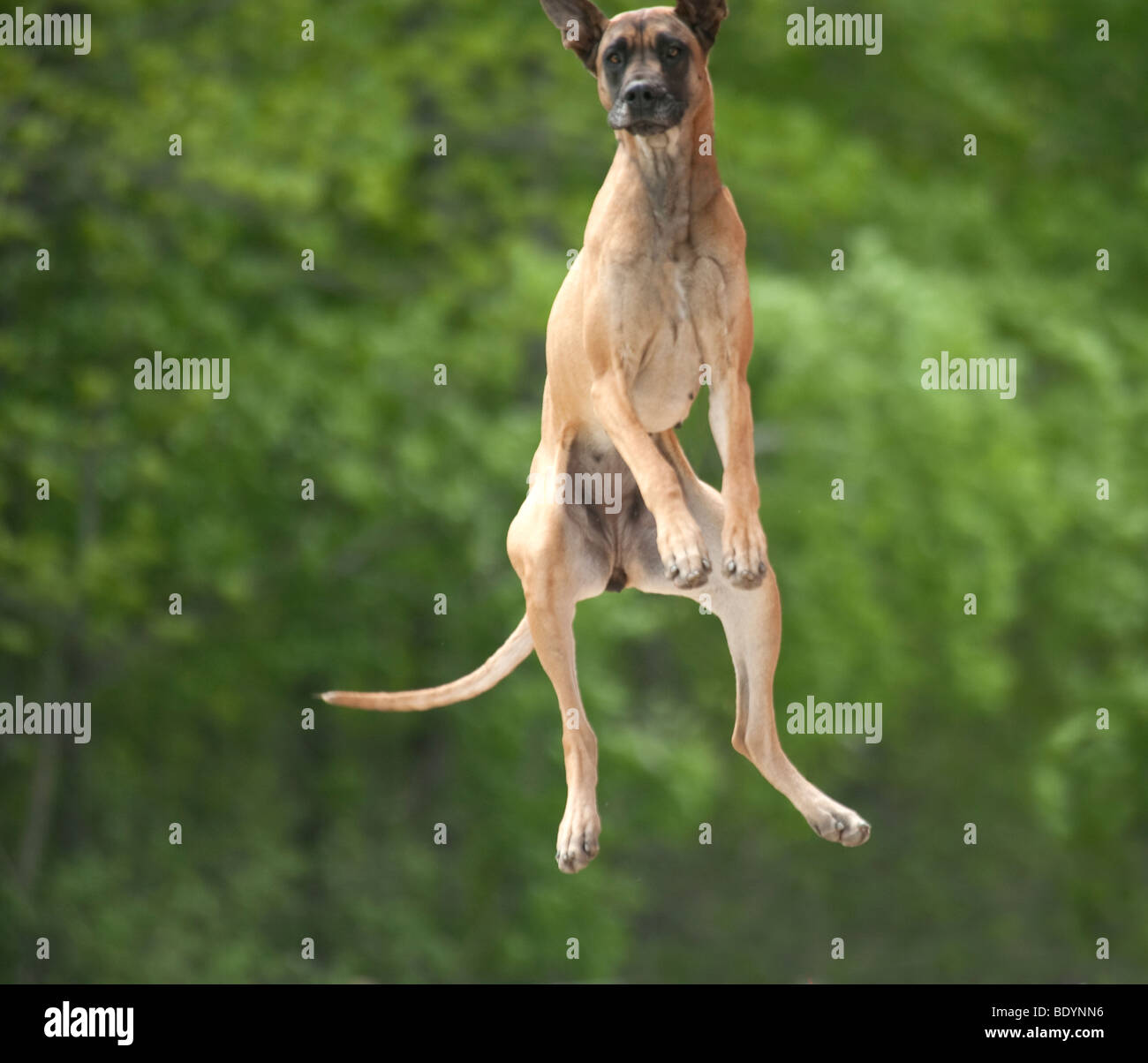 Great Dane dog leaping into air with excitement Stock Photo