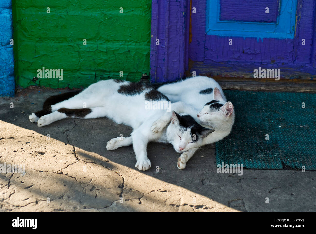 two cats, Ukrainian village Stock Photo