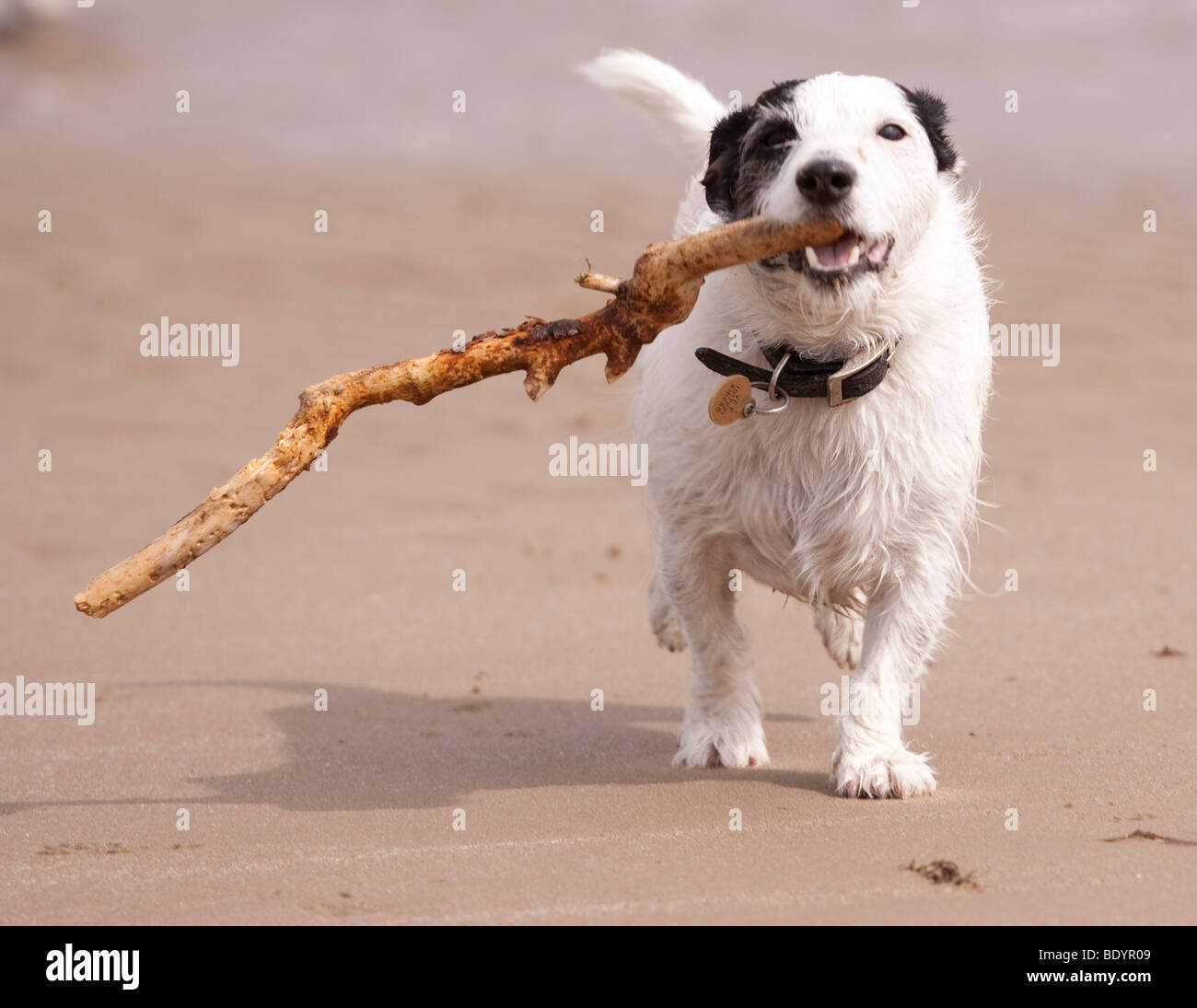 Dog stick hires stock photography and images Alamy