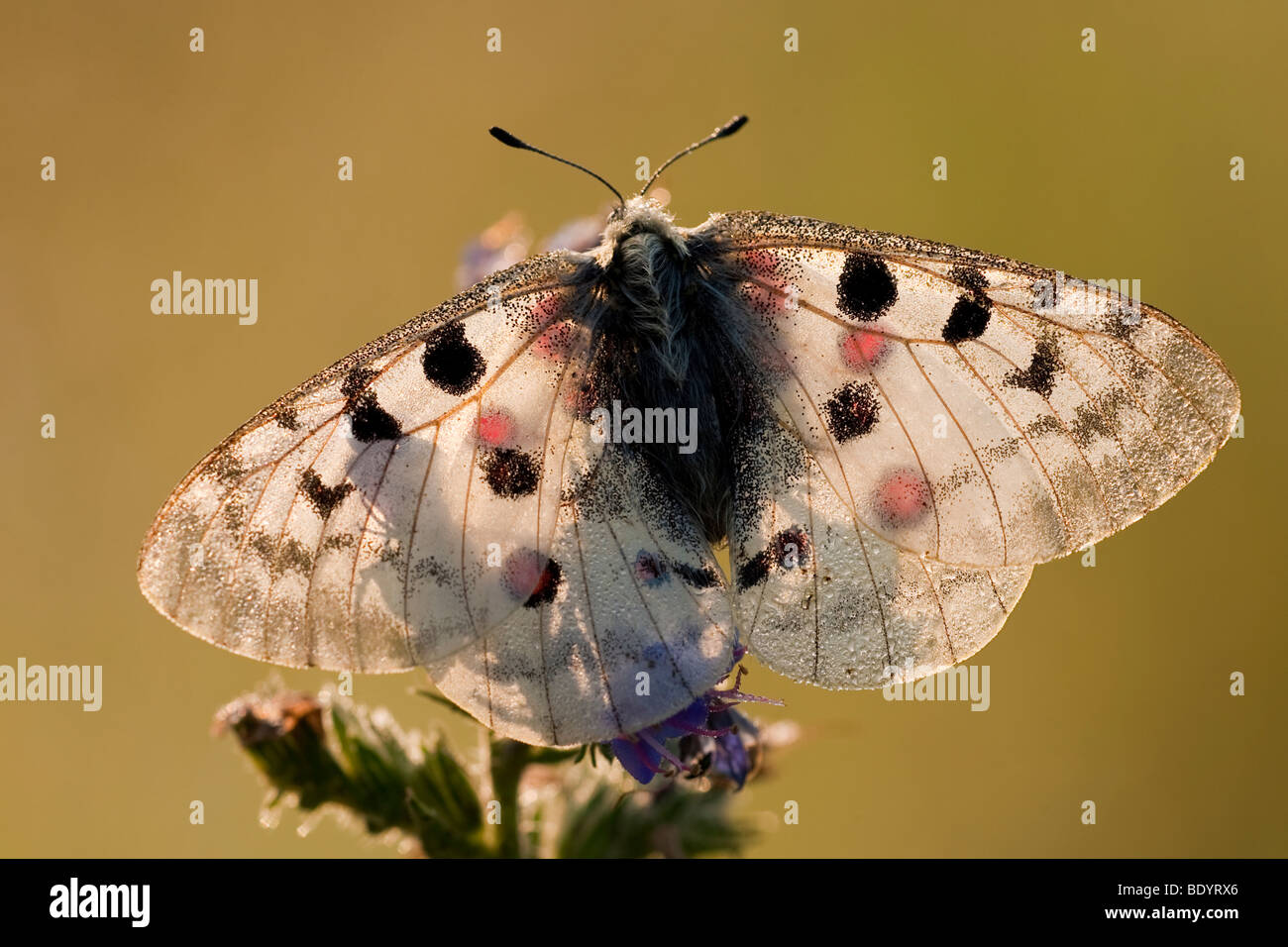Apollofalter (Parnassius apollo) Apollo, Baden-Württemberg, Germany ...