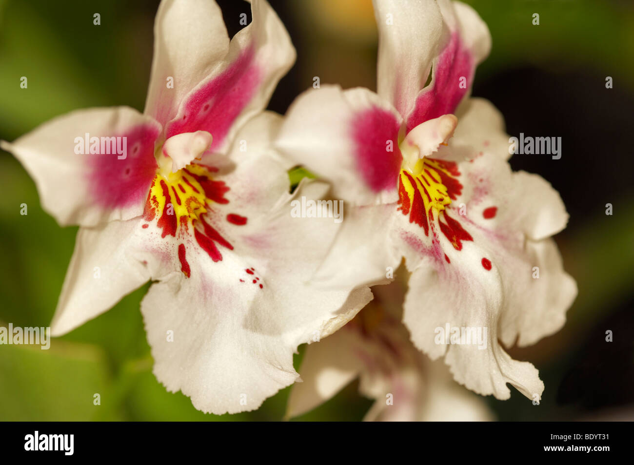 Orchid. Odtna Vesta 'Charm' Stock Photo