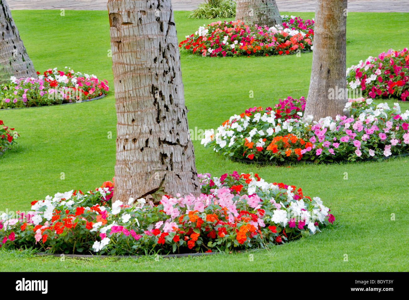 Impatiens around palm trees. Kaanapali Shores resort. Maui. Hawaii Stock Photo