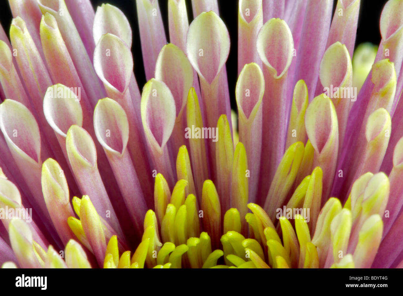 Close up of CB Novelty Pompon Chrysanthemum Stock Photo