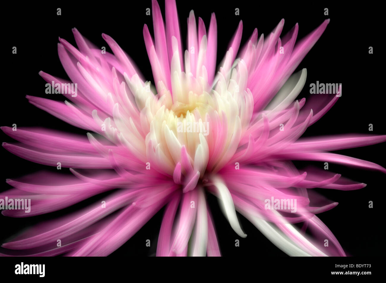 Spider Chrysanthemum Stock Photo