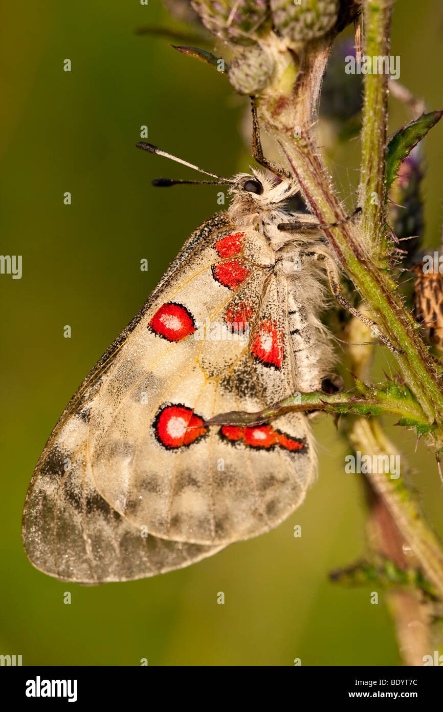 Apollofalter (Parnassius apollo) Apollo, Baden-Württemberg, Germany ...