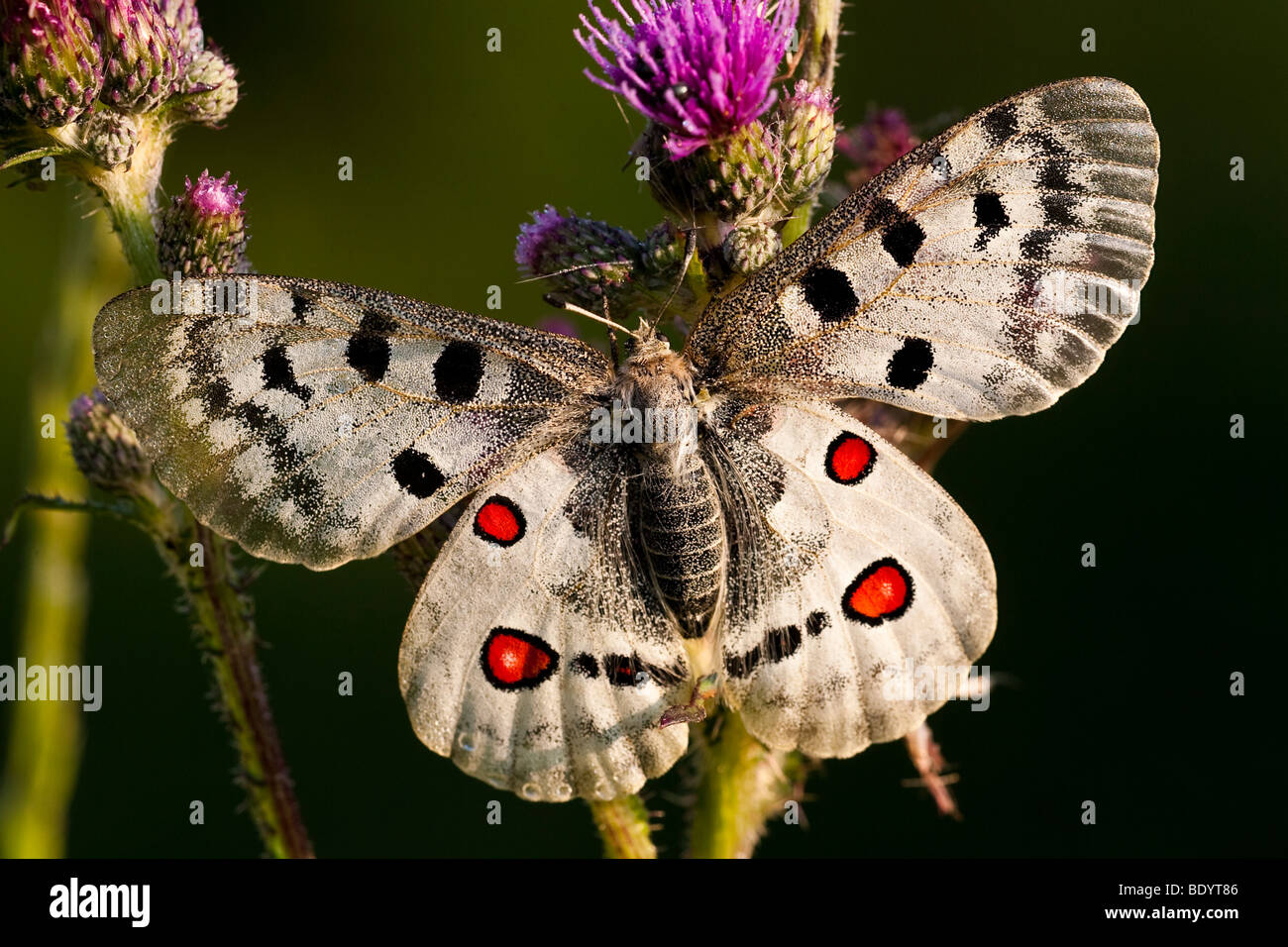Apollofalter (Parnassius apollo) Apollo, Baden-Württemberg, Germany ...