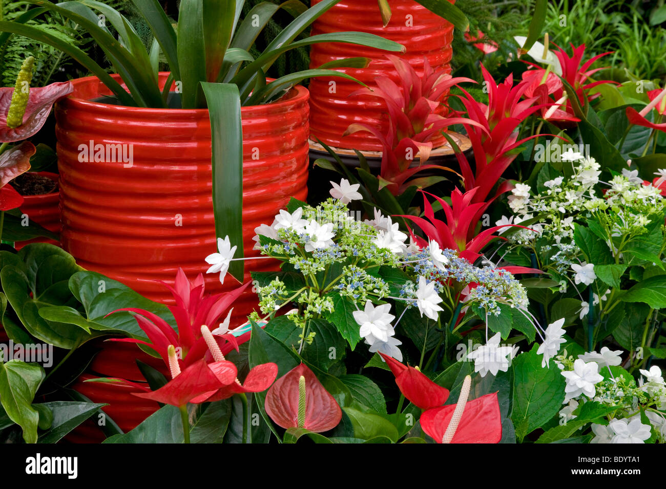 Christmas display of Fiesta Anthurium and white Shooting Stars. Al's Garden Nursery. Sherwood, Oregon Stock Photo