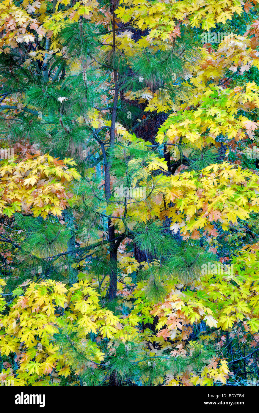 Fall colored Big Leaf Maple tree with Ponderosa tree. Hood River County, Oregon Stock Photo