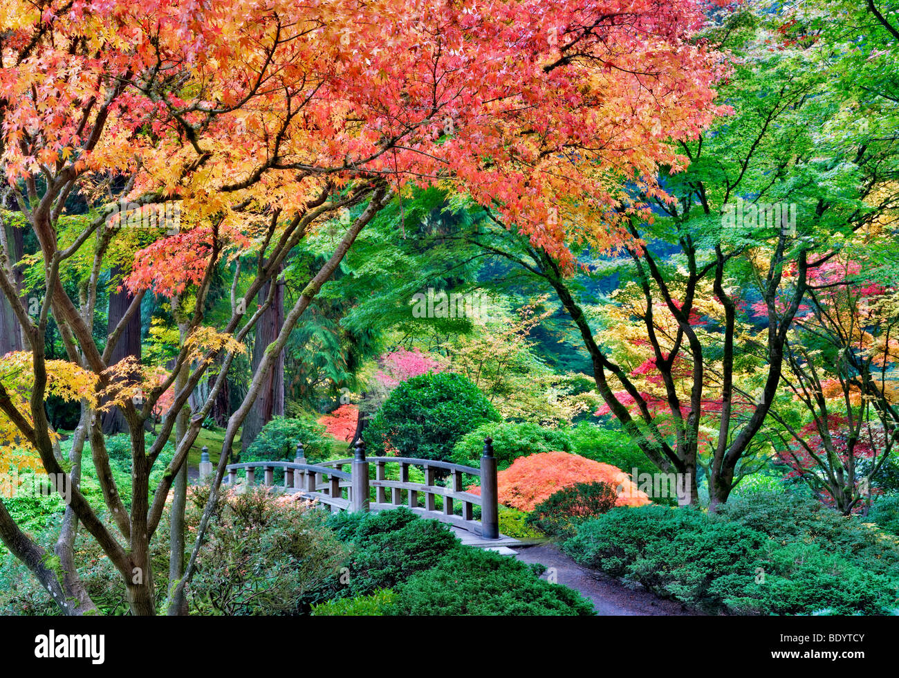 Portland Japanese Gardens with bridge and fall colors. Oregon Stock Photo