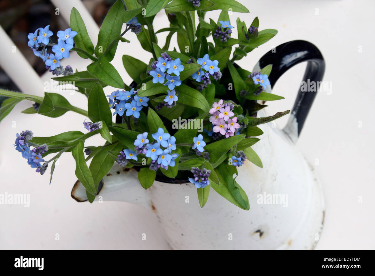 in enamel jug Stock Photo Alamy