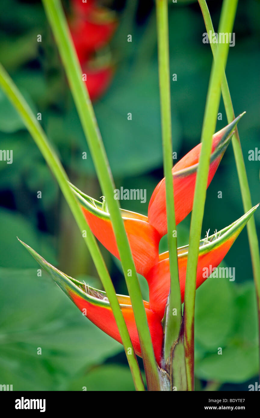 Giant Lobster Claw (Heliconia bihai). Garden of Eden Botanical Gardens