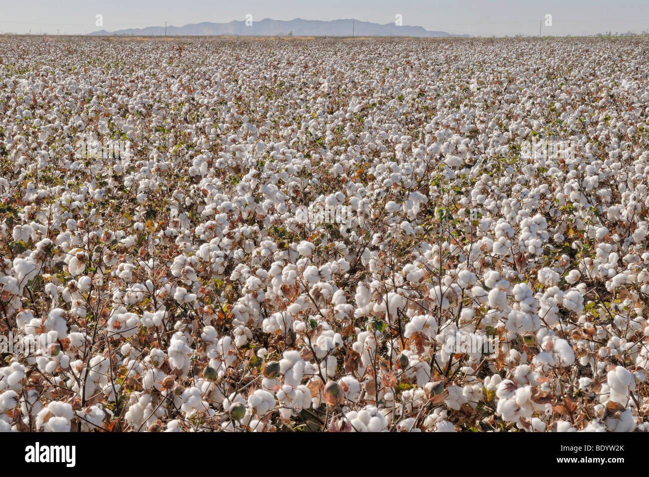 Cotton field (Gossypium barbadense) with open infructescences, La Palma, Highway 87, Arizona, USA Stock Photo