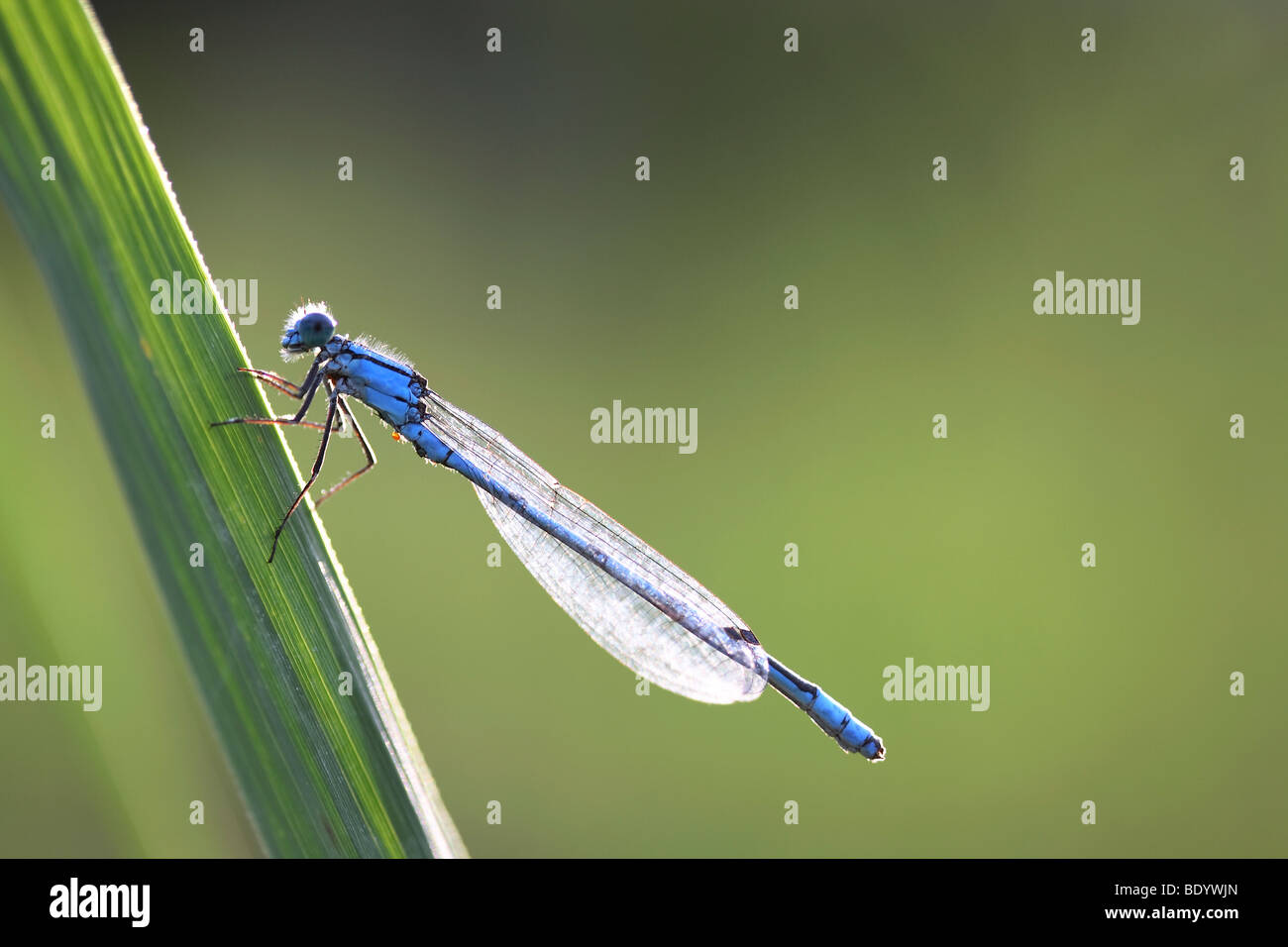 Common Blue Damselfly (Enallagma cyathigerum) on a reed spear Stock Photo