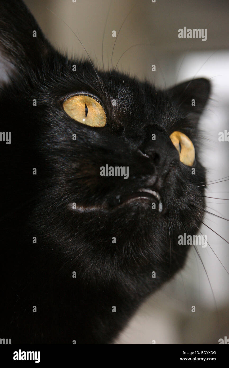 Black cat staring eyes Stock Photo