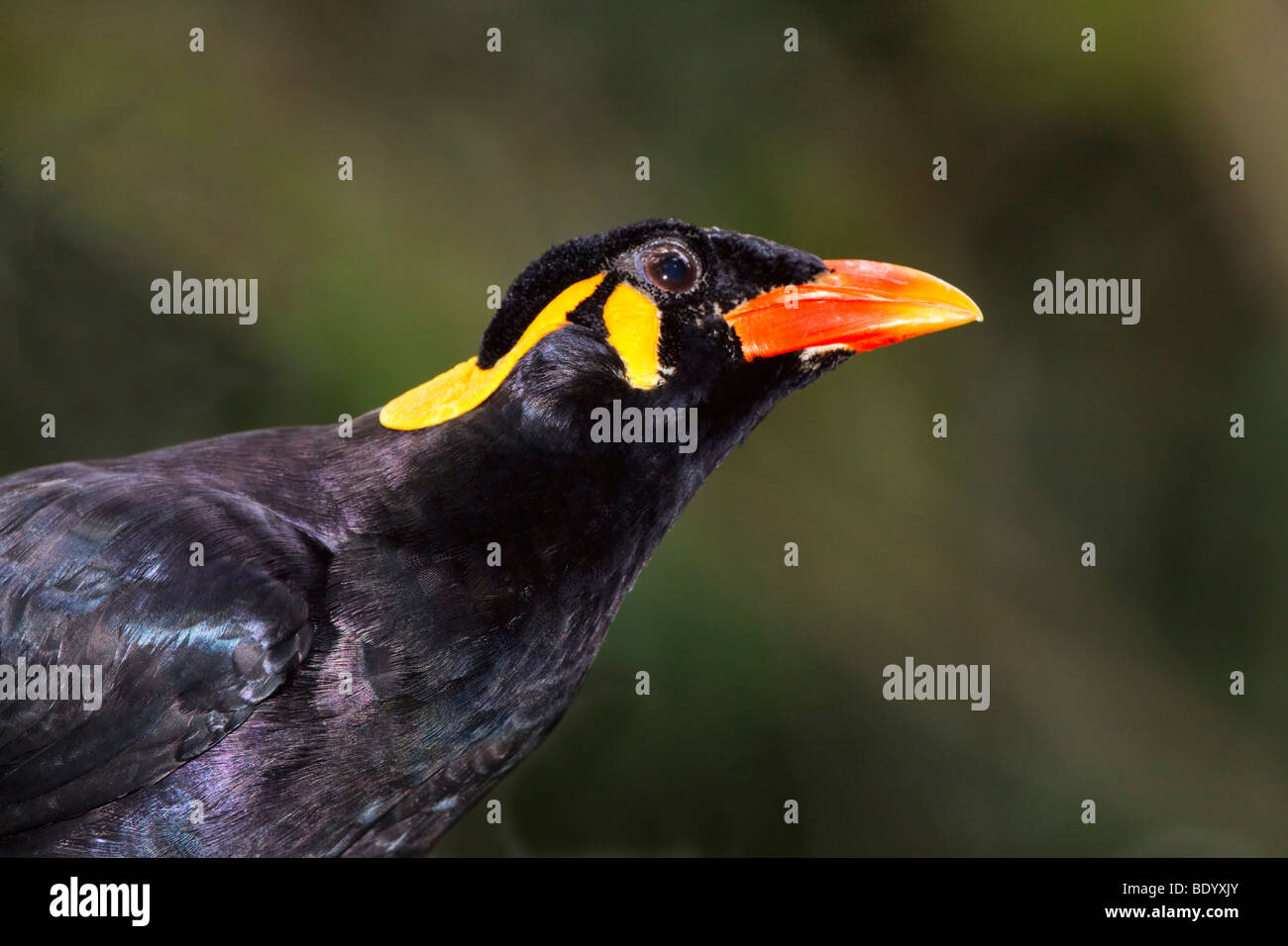 Common Hill Myna, Gracula religiosa. Stock Photo