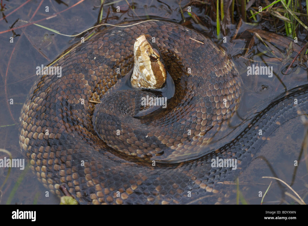 Cottonmouth snake bite hires stock photography and images Alamy