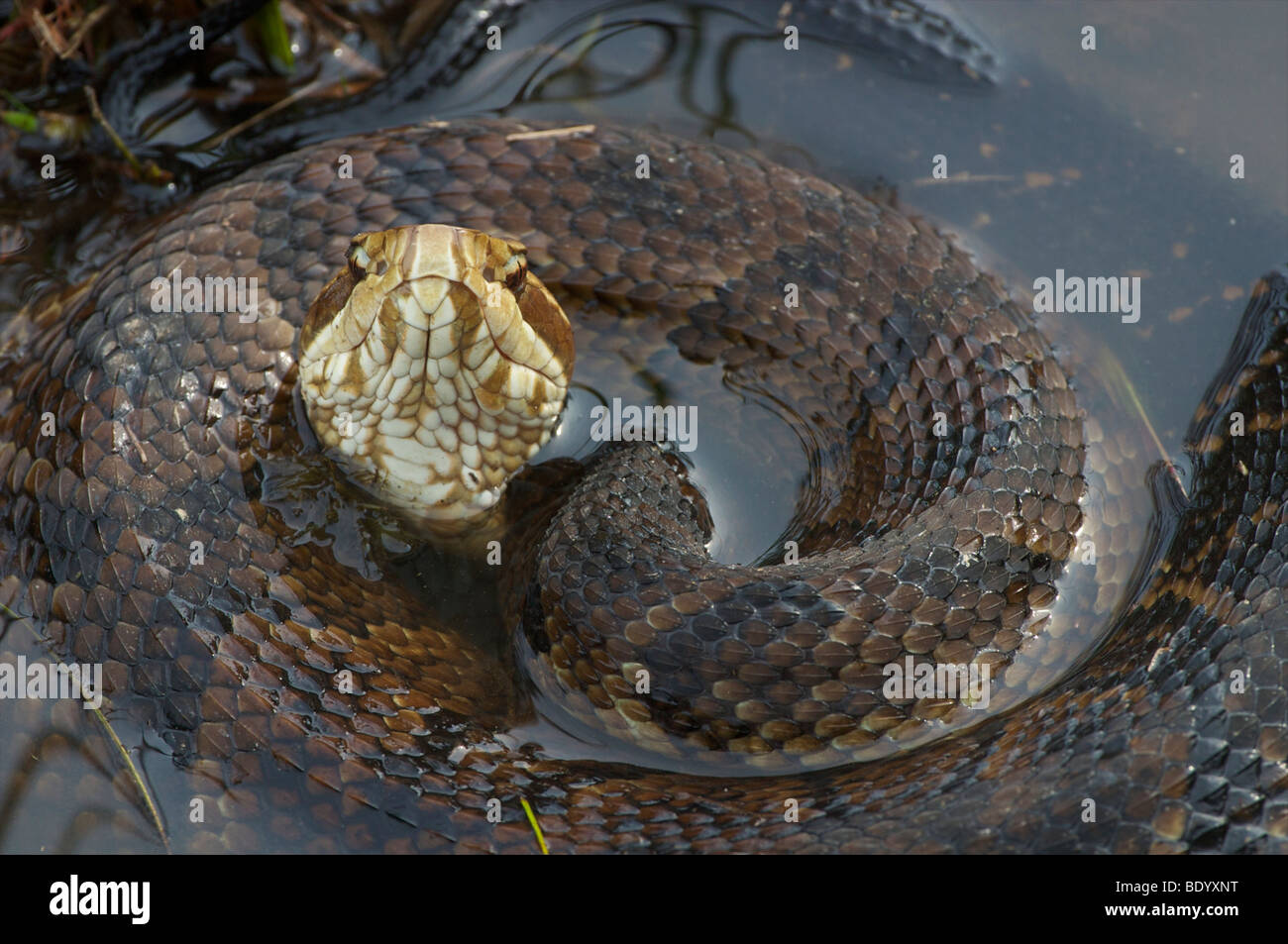 Snake, Cottonmouth or Water Moccasin note pits are visible Stock Photo