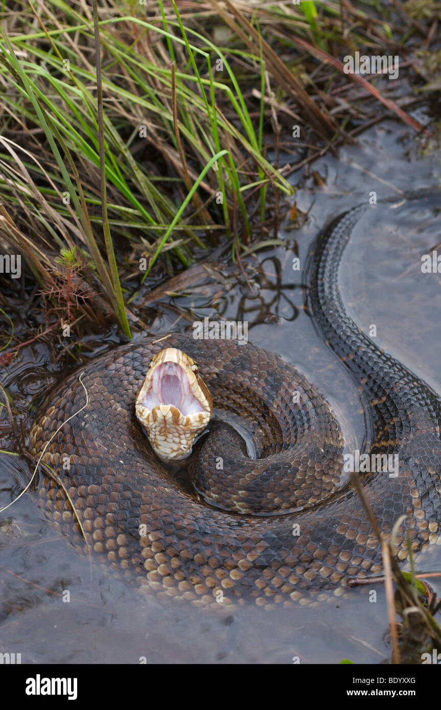 Snake, Cottonmouth or Water Moccasin displaying cottonmouth warning