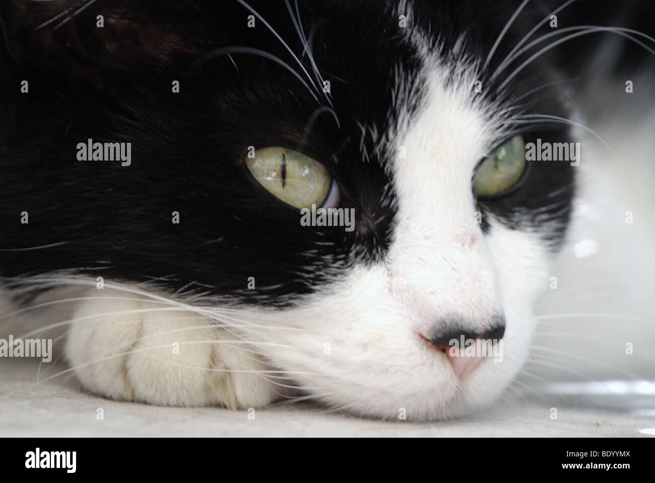 Chat Noir Et Blanc Hi Res Stock Photography And Images Alamy