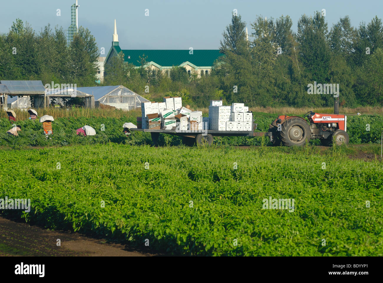 Farm workers harvesting produce, a tractor waiting to be loaded, one of