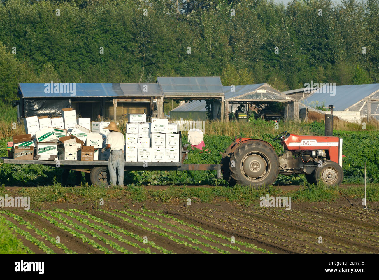 Asian farmer loading boxes filled with produce onto the tractor pulled