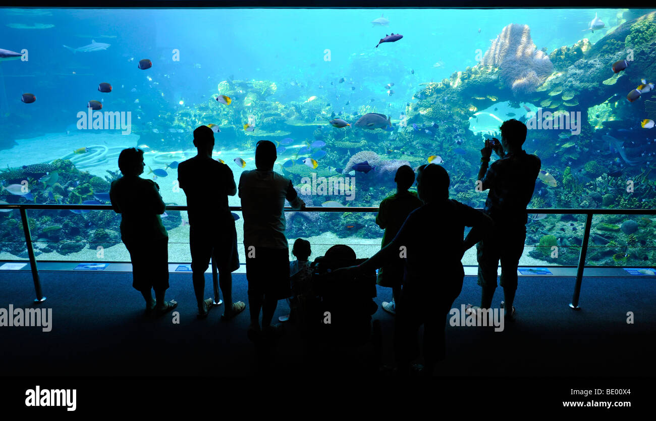 Large display aquarium, spectators, Sea World, Surfers Paradise, Gold