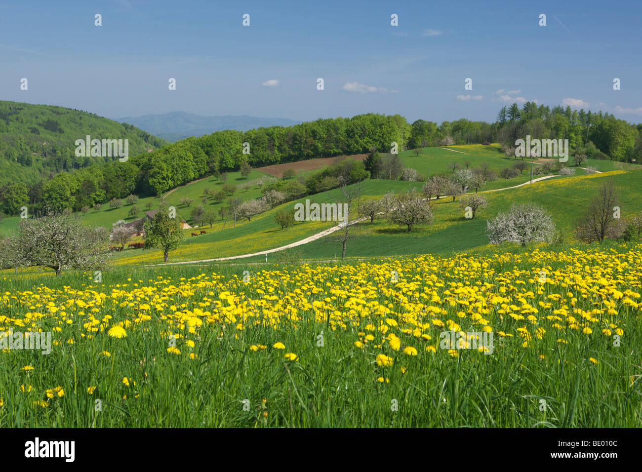 Spring landscape in Baselbiet, Basel-Country, Switzerland, Europe Stock Photo