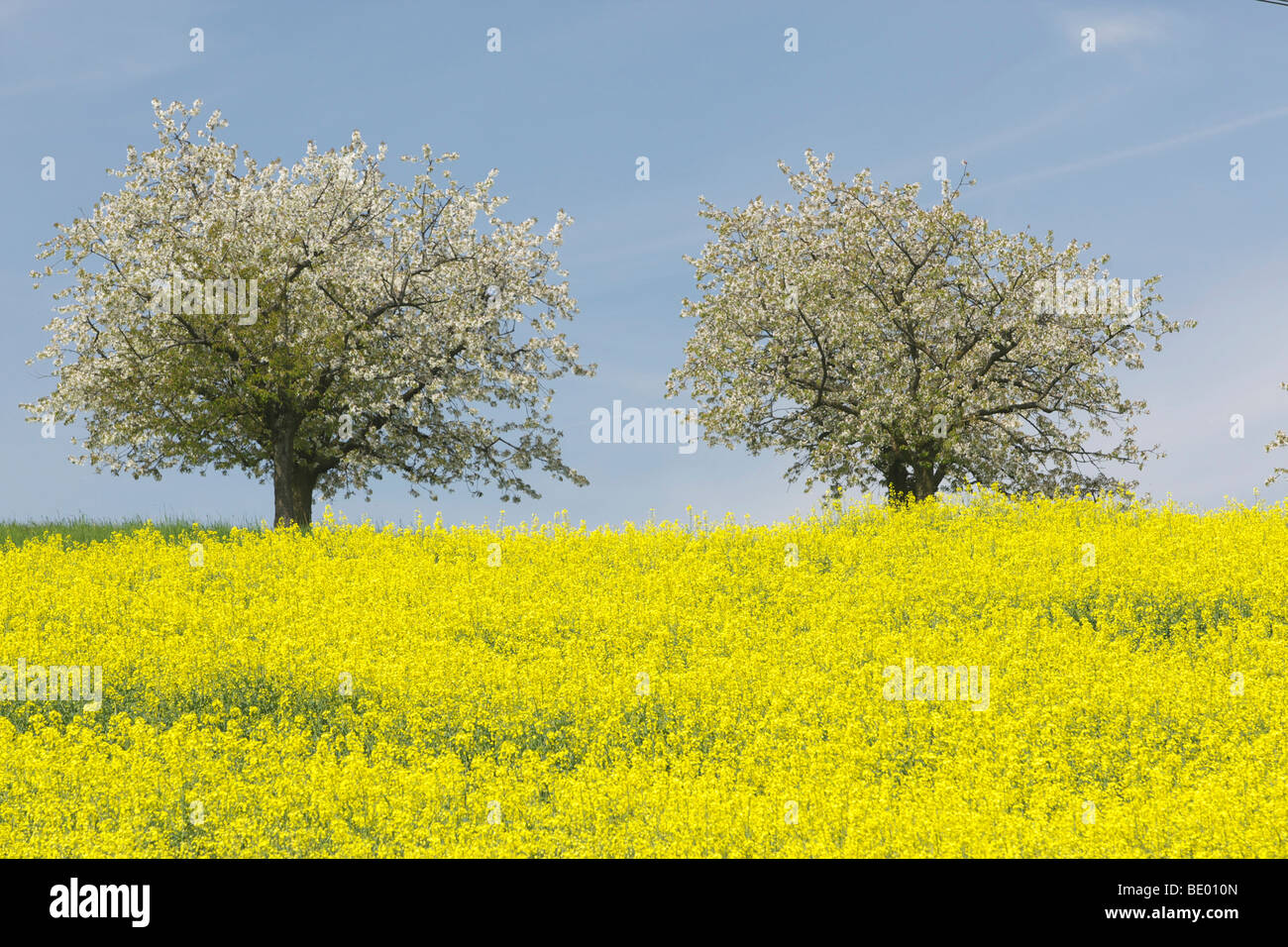 Flowering cherry trees in Baselbiet, Basel-Country, Switzerland, Europe Stock Photo
