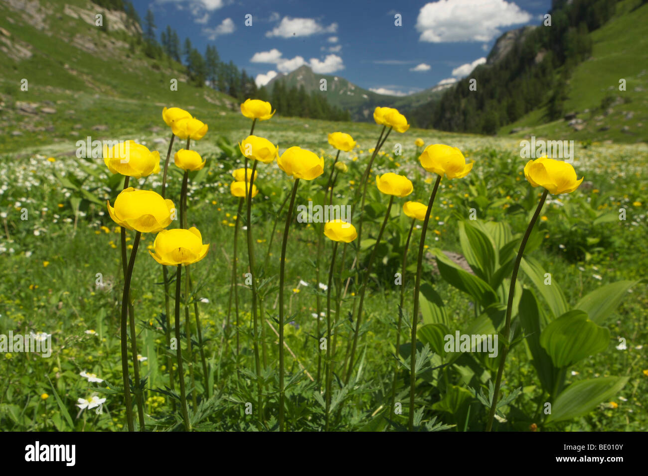 Globe-flower (Trollius europaeus) in the mountains, Bernese Highlands, Switzerland, Europe Stock Photo