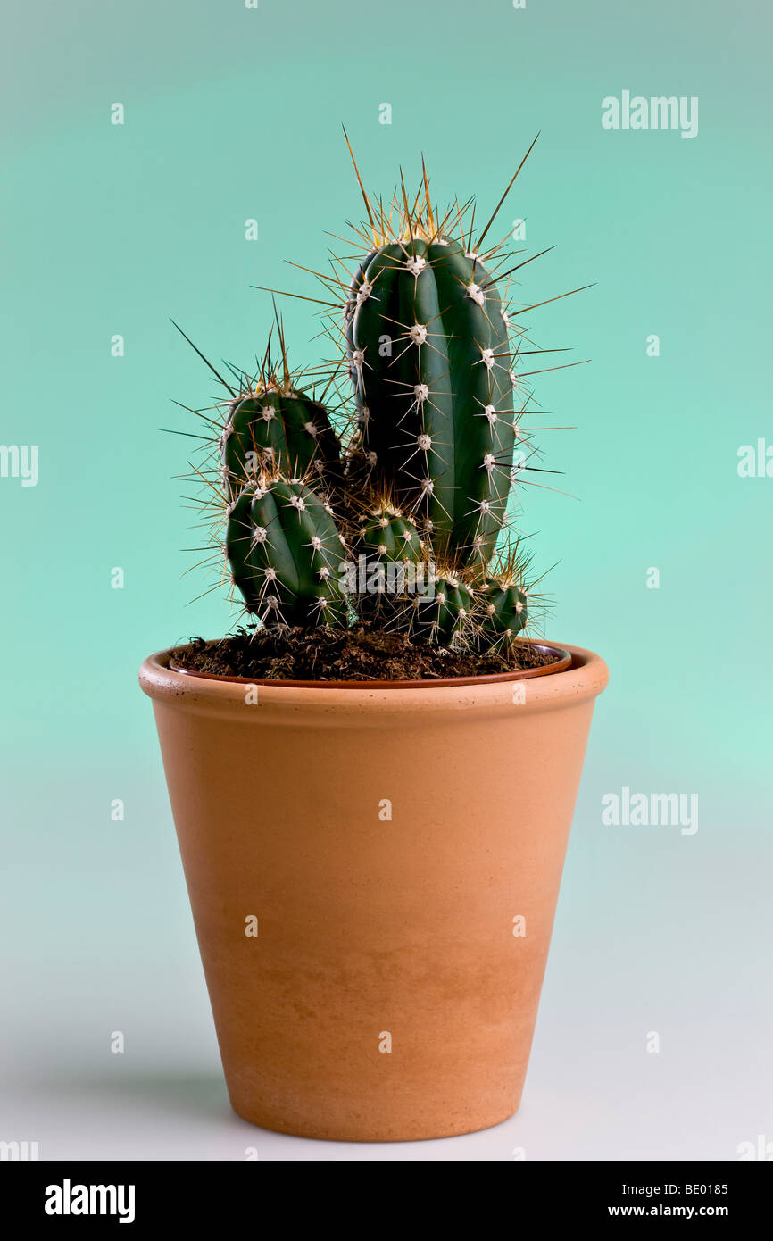 Cactus in a flowerpot Stock Photo