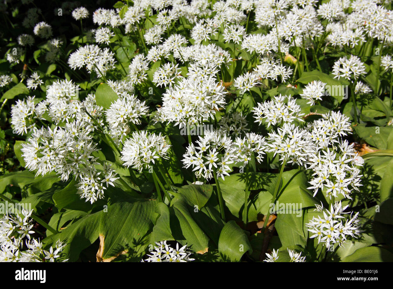 Flowering Wood Garlic, Ramsons, Bears Garlic, Wild Garlic, Buckrams (Allium ursinum), medicinal plant Stock Photo